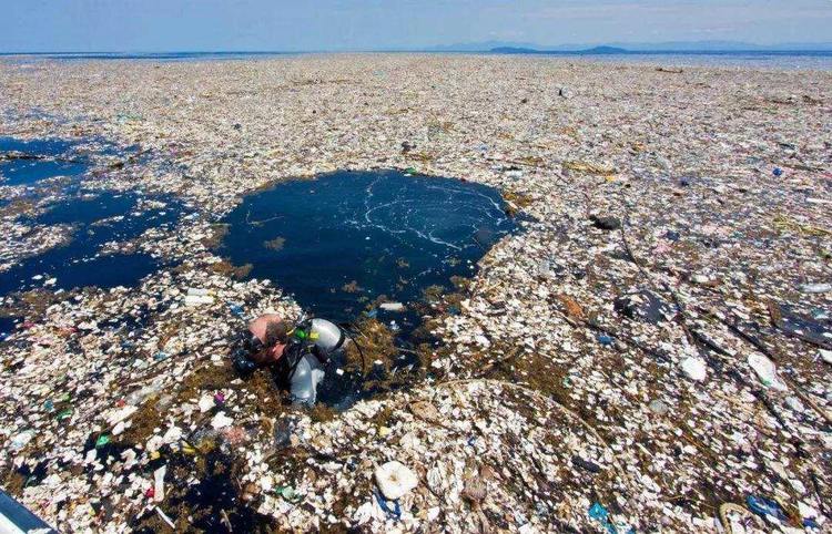 流入海洋的废品,却是这种生物的食物,它在帮人类清理海洋垃圾