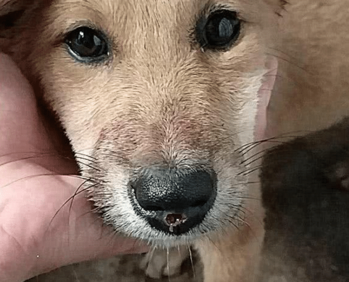 狗狗一直低头抽泣,鼻子有个血洞,看到里面的东西,主人震怒