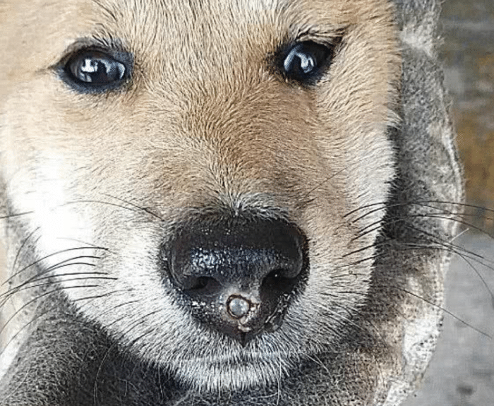 狗狗一直低头抽泣鼻子有个血洞看到里面的东西主人震怒