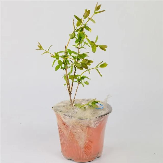 4月适合种的蓝靛果夏天开花结果冬天零下50度不死