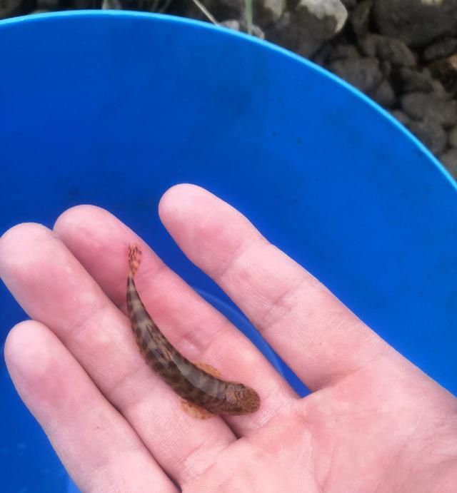 浦阳江边鱼难钓,不如山间小溪捡小鱼