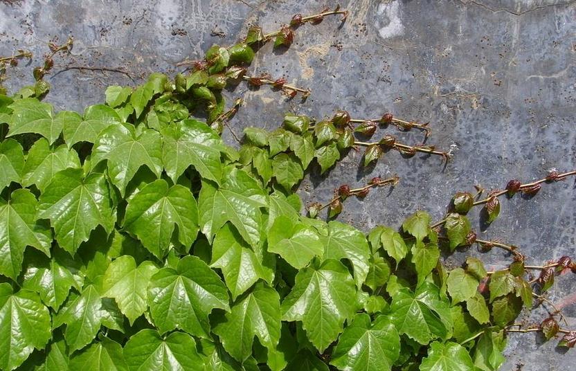 大自然也可以,来看看它们的吸盘长什么样|大自然|吸盘|壁虎_新浪新闻