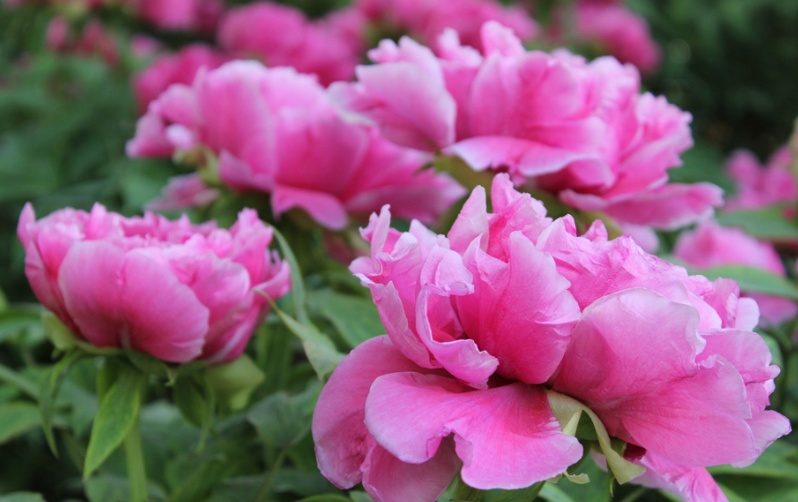 新手养花,不如养盆花中精品"安妮公主",精致美观,美艳优雅