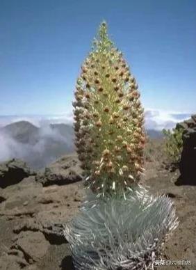银箭草是一种非常奇特的植物花朵,之所以叫银箭草是因为叶子上长有