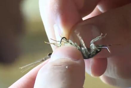 爬起来速度很快,正在我不知所措的时候,朋友说这个叫做海蟑螂,好东西