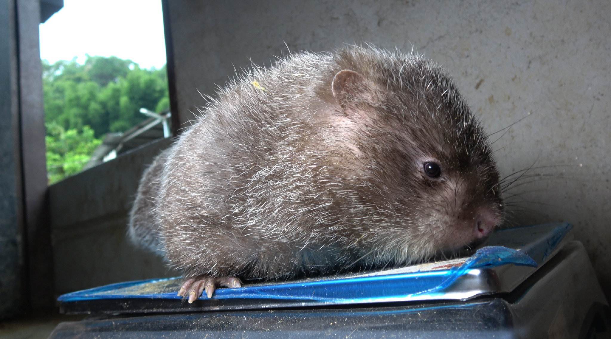 广西10万竹鼠养殖户,未来何去何从?