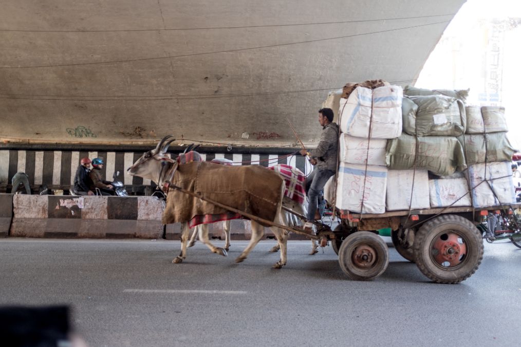 印度首都德里:没任何限行规定,牛车也照样上路,与汽车堵在一起