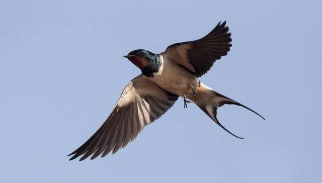 为什么燕子从来不进穷人家?专家一句话道出原因,难怪越来越富