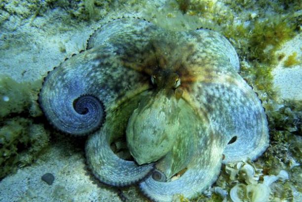 专家称其有与人类相似的聪明大脑|伪装者|章鱼|加勒比海_新浪新闻