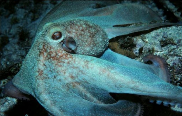 专家称其有与人类相似的聪明大脑|伪装者|章鱼|加勒比海_新浪新闻