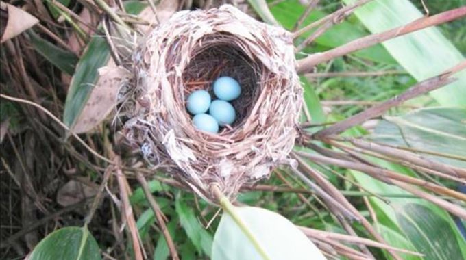 苏州一小学生掏鸟蛋掏出千年国宝专家估价50个亿