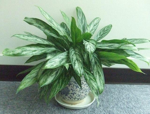 万年青的特殊品种叶片常青有斑点观赏性强名叫银皇后