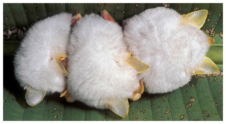 洪都拉斯白蝙蝠是非常少见的白色蝙蝠,将蝙蝠的颜色从黑色换成白色