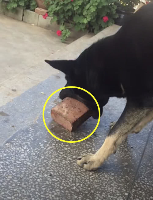 主人重建后院围墙,家里狗狗主动帮忙搬砖,好心却闹出了大笑话