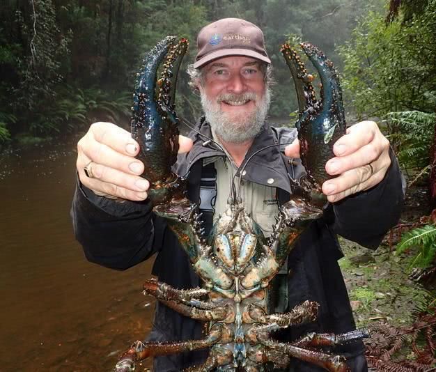 世界最大的淡水龙虾,体长0.8米重6公斤,这座岛上到处都是