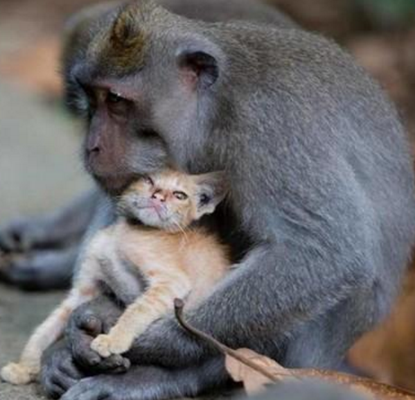 小猫误入猴子地盘,猴妈妈竟然把它当猴子养起来了!|小猫|地盘|猫咪_新浪新闻