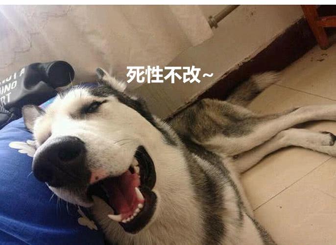 二哈拆家屡教不改,主人无奈买了笼子,下班回来拔下鞋就砸了过去