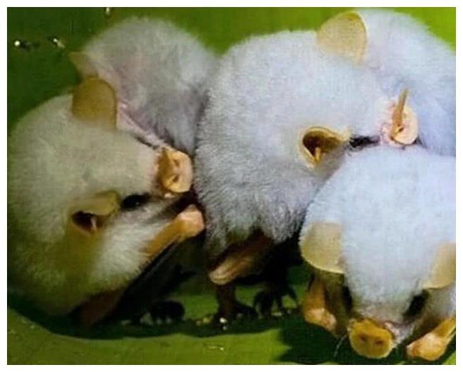 头回见白色的蝙蝠它们抱团的样子好有童话的感觉