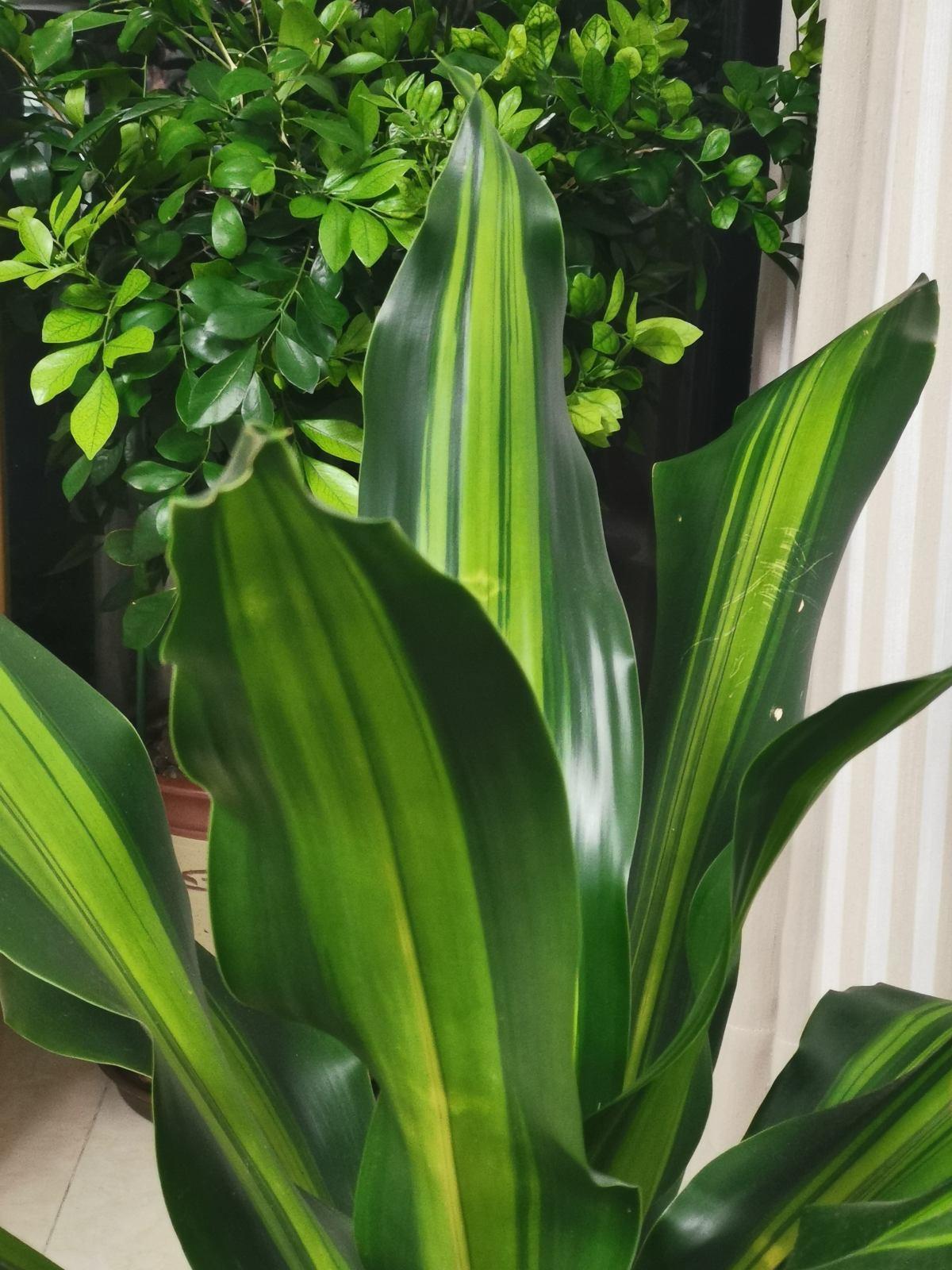 巴西木壮实又好养叶子宽阔太喜人扔着不管也能绿到晃眼