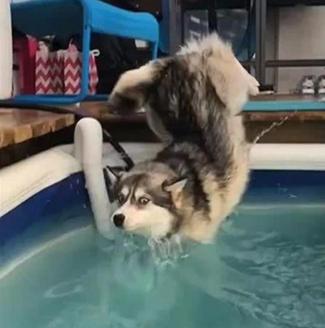 哈士奇一脚踏空掉水里表情逗笑众人网友又有新表情包了