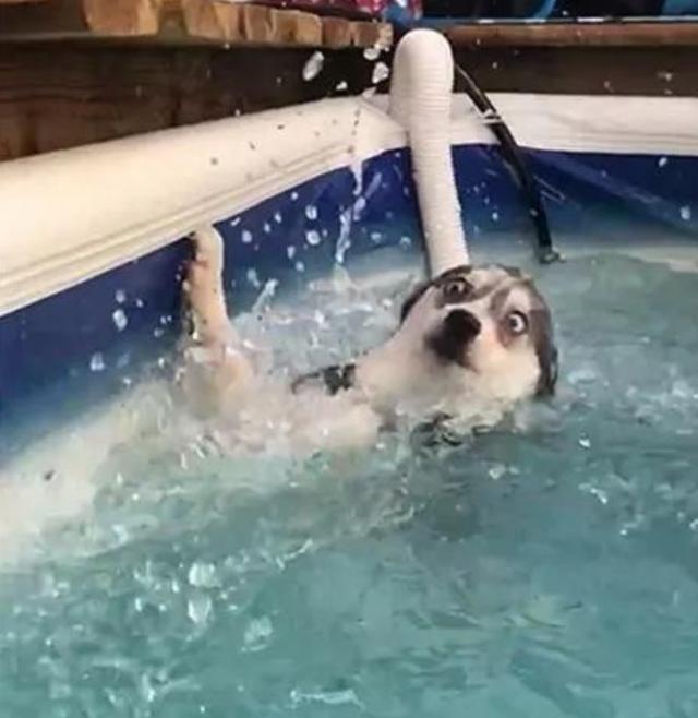 哈士奇一脚踏空掉水里表情逗笑众人网友又有新表情包了