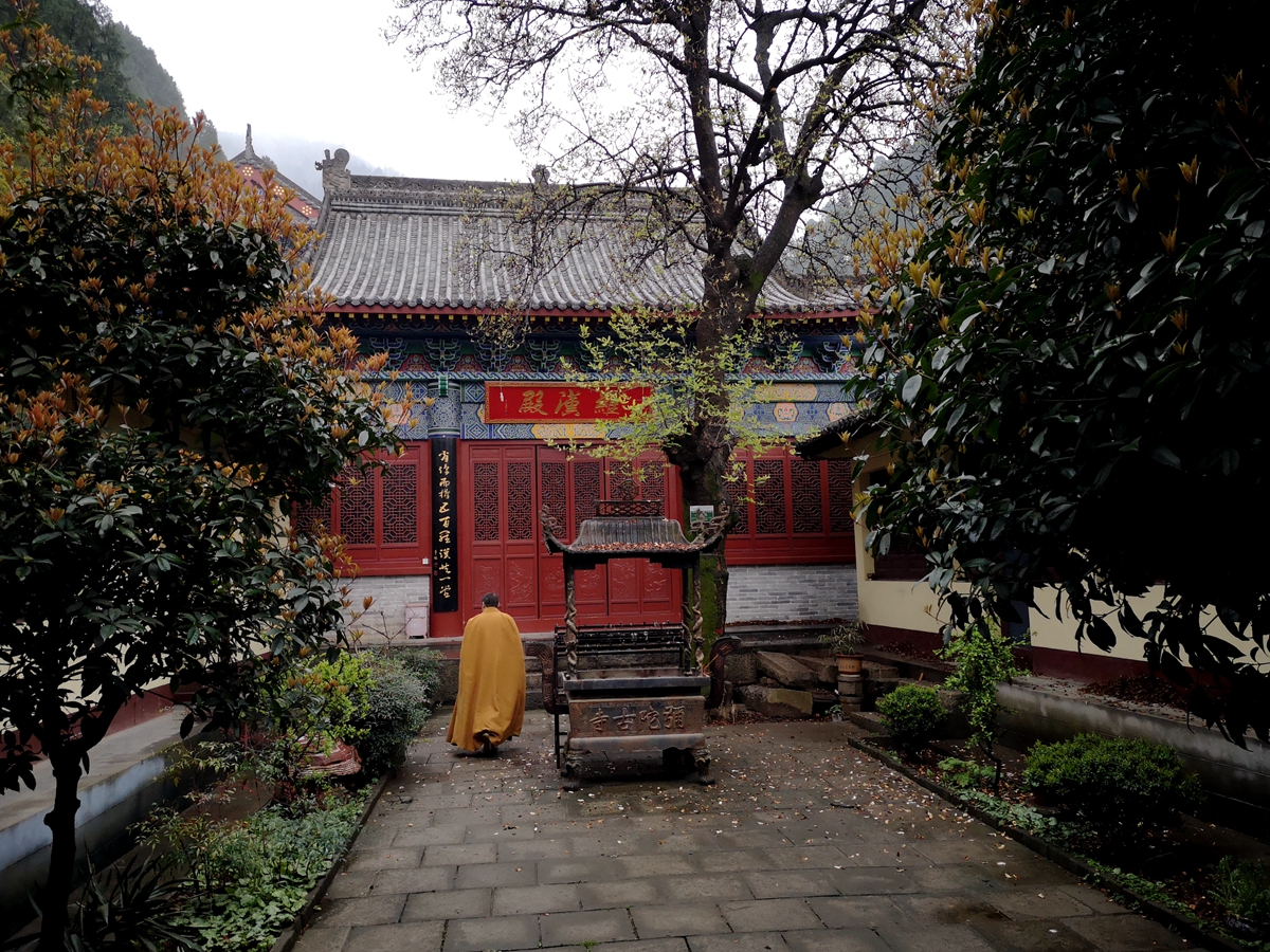 自驾终南山下,探寻弥陀古寺,只为结缘那棵千年玉兰