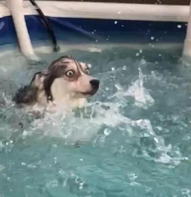 哈士奇一脚踏空掉水里表情逗笑众人网友又有新表情包了