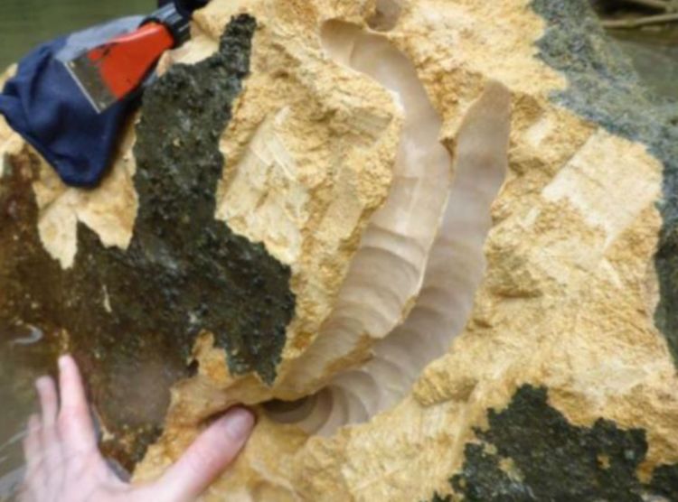 "食石虫"被科学家抓到,排泄物是沙子,专门吃石头!