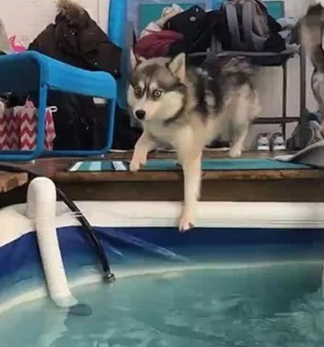 哈士奇一脚踏空掉水里表情逗笑众人网友又有新表情包了