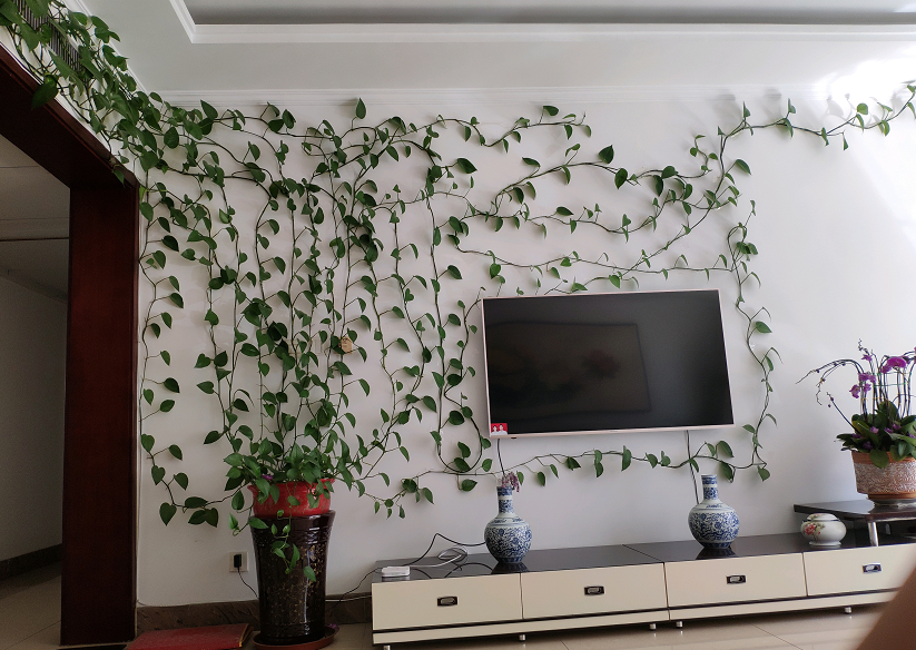 春天养绿萝,记住3个小要点,很快长出一面"绿萝墙"!