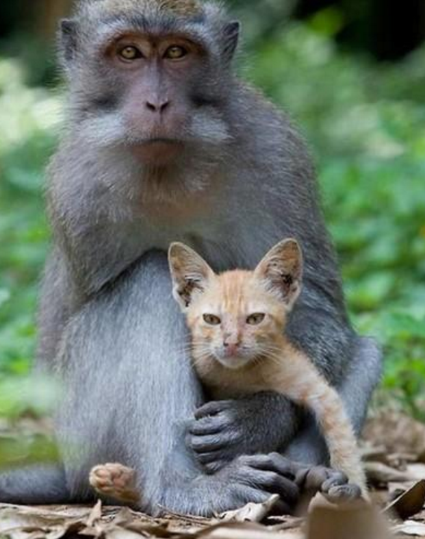 小猫误入猴子地盘，猴妈妈竟然把它当猴子养起来了！|小猫|地盘|猫咪_新浪新闻