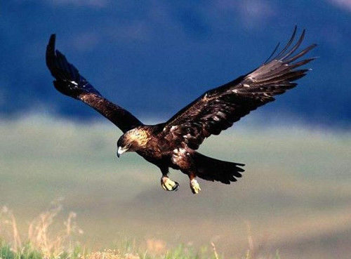地球上最大老鹰,翅膀张开长14米,以狮子为食,寿命可与人类比肩
