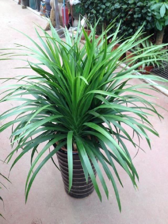 喜欢养花,不妨试试"富贵之花"龙雪兰,绿叶繁多,层层叠叠