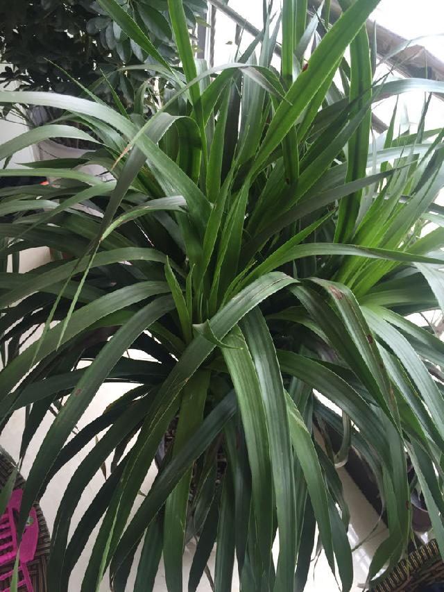 喜欢养花,不妨试试"富贵之花"龙雪兰,绿叶繁多,层层叠叠