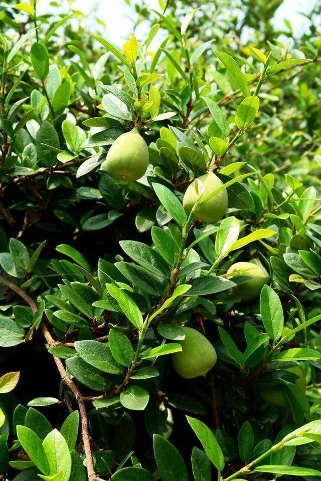 野外果子外号多有人叫木莲还叫鬼馒头其实名叫薜荔价值高