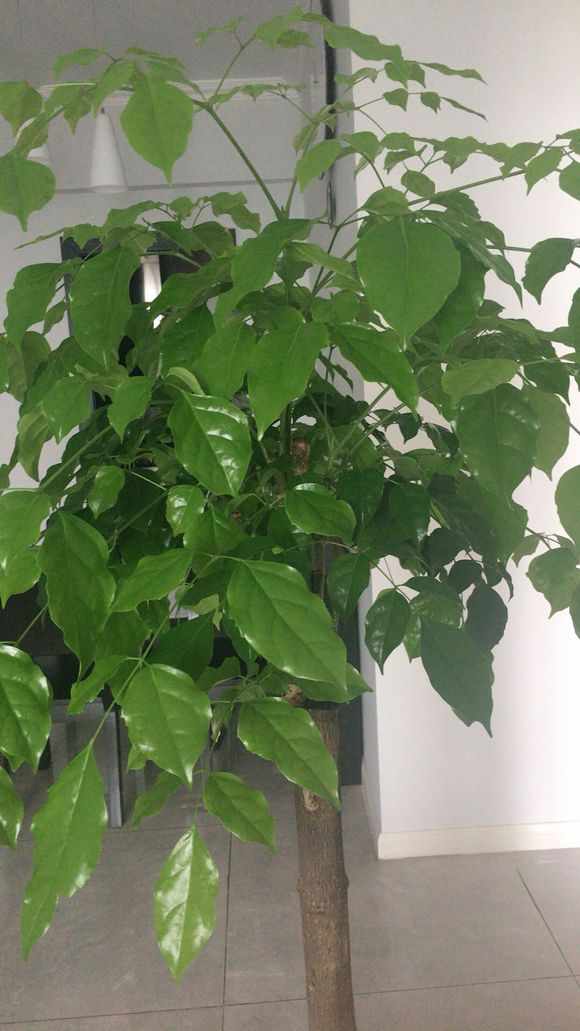 家养幸福树,寓意家庭幸福,教你养好幸福树,叶子翠绿油亮