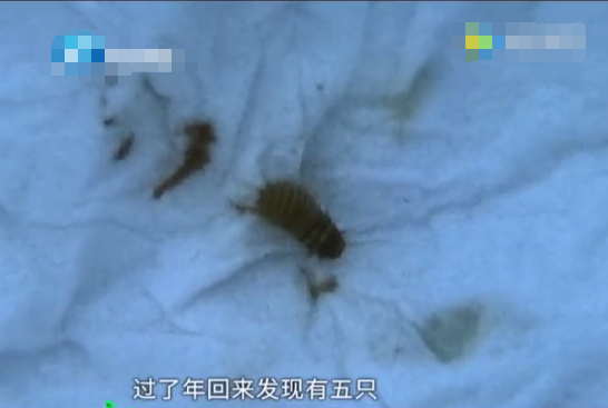 鸡皮疙瘩叠在一起发红(鸡皮疙瘩变大变红怎么回事) 鸡皮疙瘩叠在一起发红(鸡皮疙瘩变大变红怎么回事)