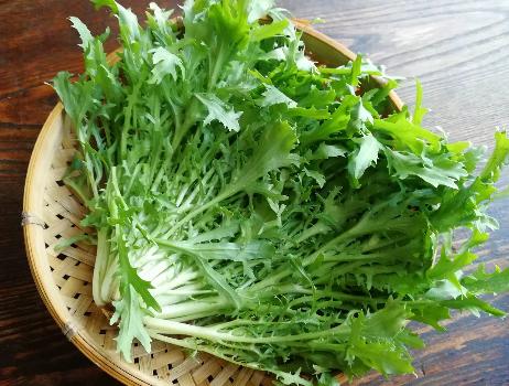 用苦菊做早餐香软美味营养还高