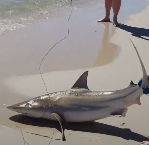 男子在海边钓鱼,不料钓到了鲨鱼,接下来他的行为让人感到意外