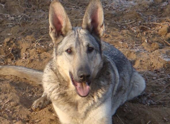 养狼青犬前需知道的5件事,你能接受吗?