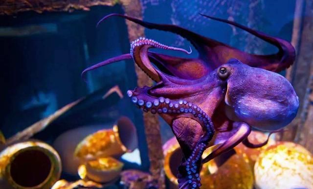 潜伏在地球的地外生物科学家认为章鱼或并非本地鱼
