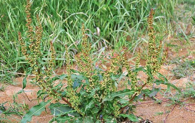 吧,虽然酸酸的不太好吃,但却是上佳的牛羊饲料,用来喂牲畜,不但长得快