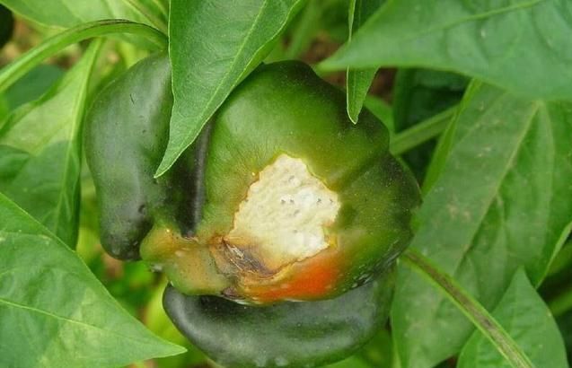 有4种病可使辣椒烂果,对症施策才能防效好|辣椒|腐病|锰锌_新浪新闻