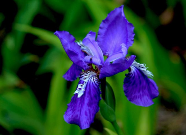 新手养花,不如养盆花中精品"矮紫苞鸢尾",万紫千红,花枝招展