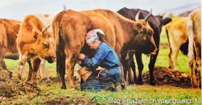 蒙古族的民俗之一,挤牛奶(图)