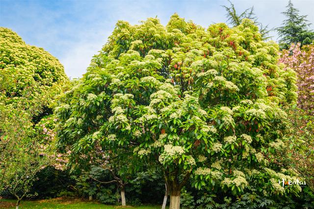 公园内的石楠开花了游客纷纷绕道气味刺鼻令人尴尬