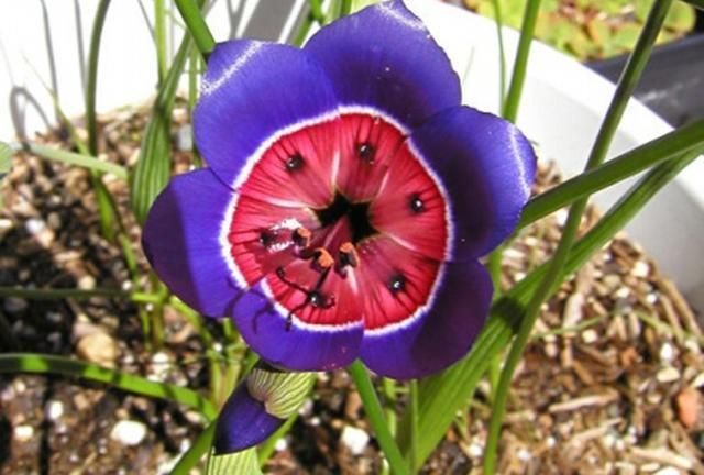 让人一见倾心的酒杯花,开花色彩绚丽形状奇异,可以播种繁殖