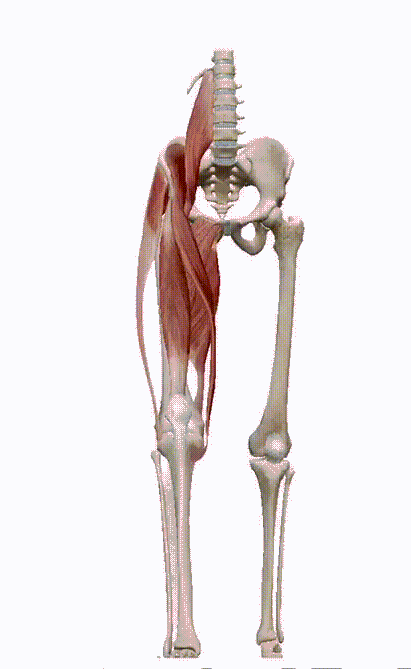 正是由于这些肌肉,才能够让膝关节顺利的完成把膝盖伸直的动作,并且