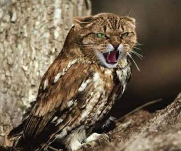 为什么猫头鹰一叫就有人去世?竟然有科学依据,太吓人了!