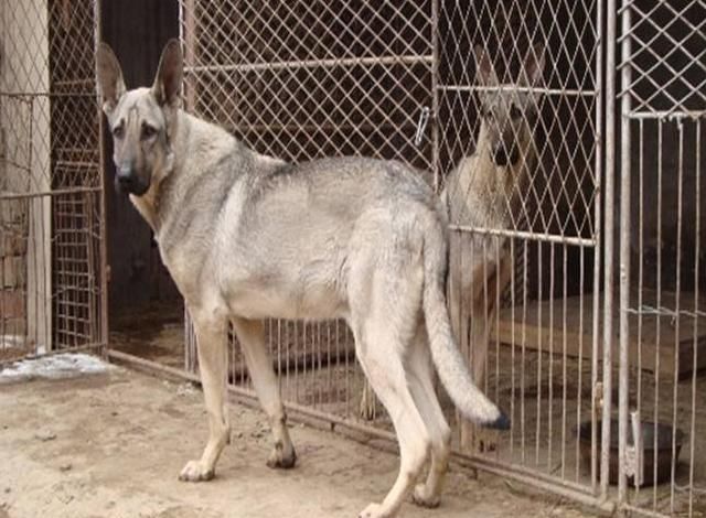 养狼青犬前需知道的5件事,你能接受吗?